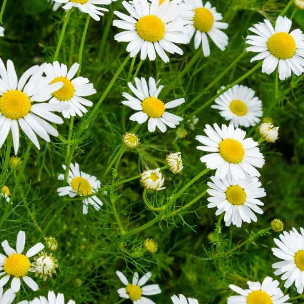 Chamomile