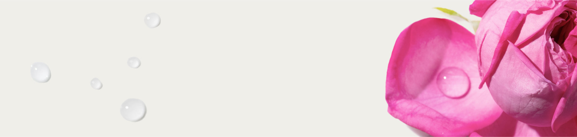 Banner-rose-distilation