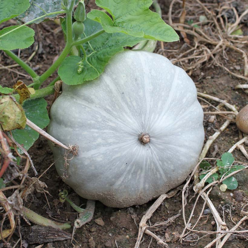 OGANIC-PUMPKIN-SEED-OIL