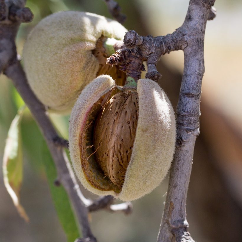 ORGANIC-SWEET-ALMOND-OIL