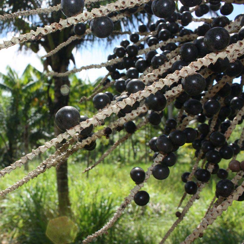 organic-acai-oil