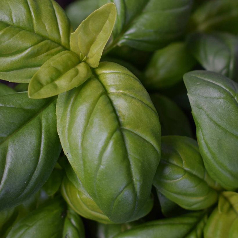 ORGANIC BASIL OIL