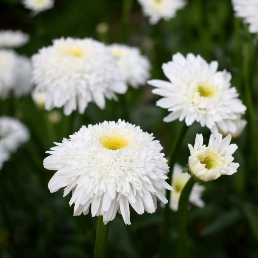 Organic-Chamomile-Roman-Oil