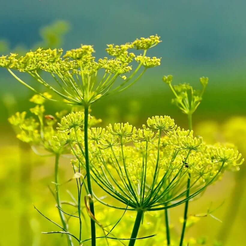 Fennel essential oil is believed to have an astringent and anti-aging effect on the skin, making it suitable for mature and/or sagging skin. At the same time, thanks to its ability to absorb impurities, this essential oil has a good effect on oily and acne prone skin.