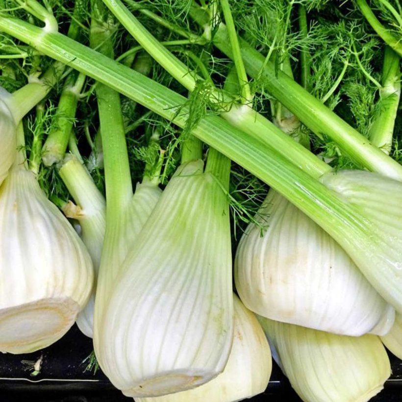 Fennel essential oil is also used in hair care. It is said to strengthen hair follicles by supplying important nutrients to the scalp. In addition, it has a cleansing effect on the scalp.  Fennel essential oil is believed to work very well on the digestive system and is also known to balance hormone levels.