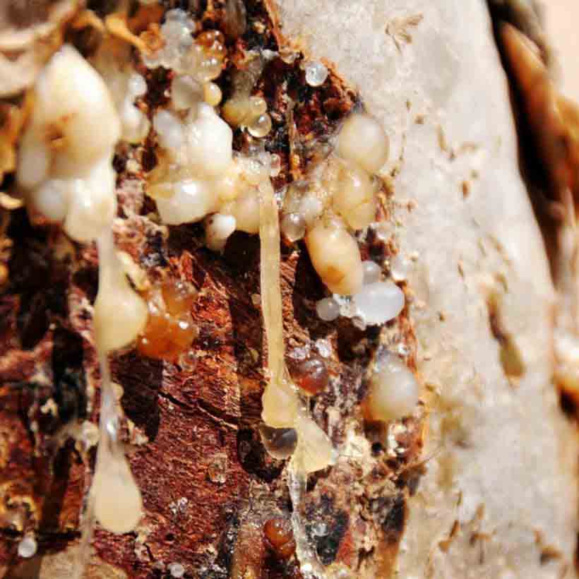 Organic-Frankincense-Oil-Boswellia-Carterii