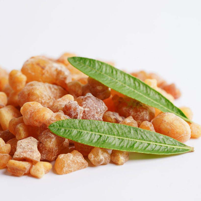 Organic-Frankincense-Oil-Boswellia-Serrata