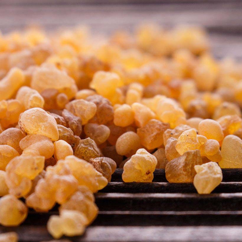 Organic-Frankincense-Oil-Boswellia-Serrata