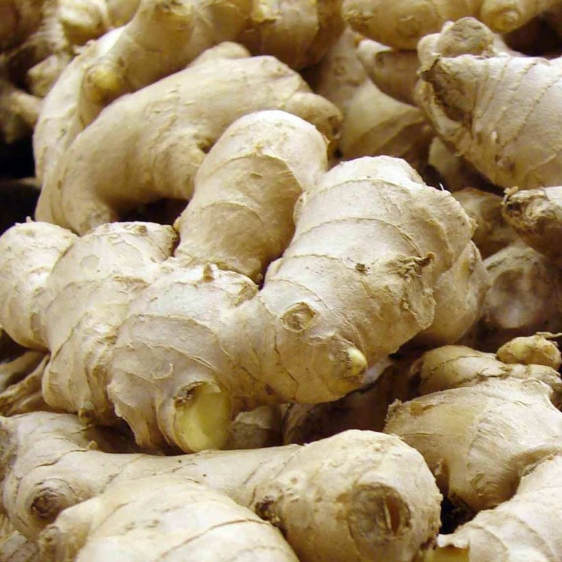 Organic-Ginger-Oil