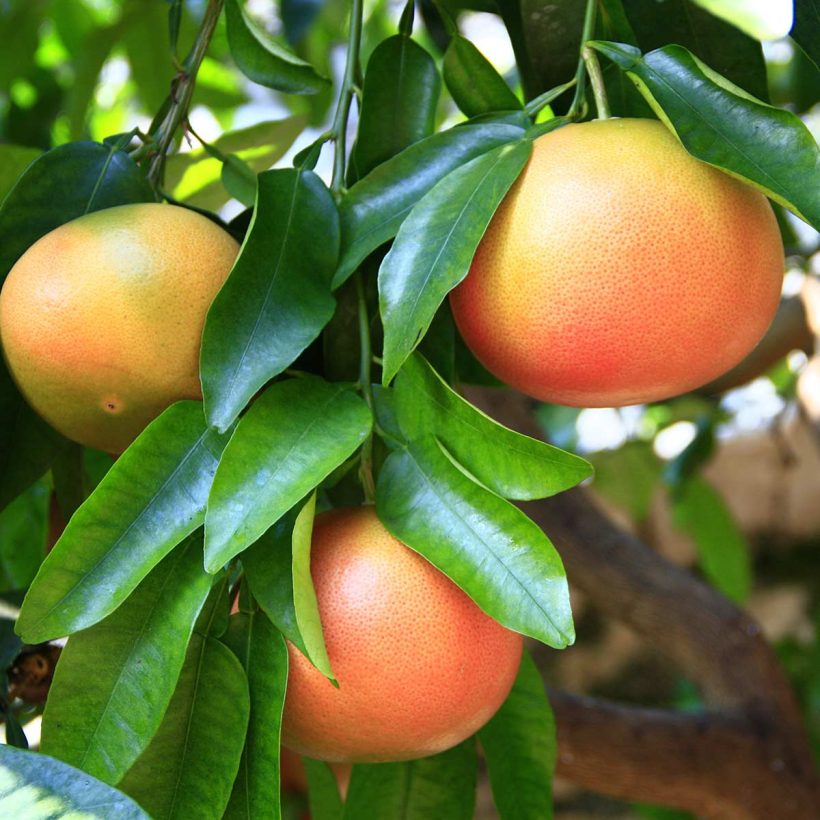 Organic-Grapefruit-Oil