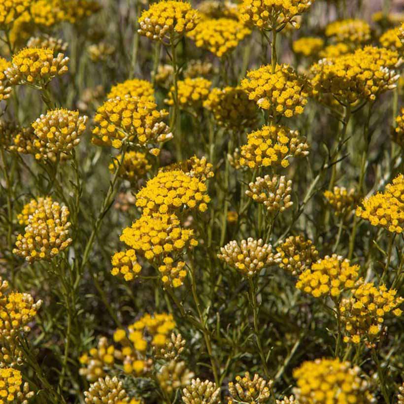 Used in aromatherapy, the scent of helichrysum oil is known to promote sense of safety, comfort and reassurance. It is considered very beneficial for mature and prematurely aging skin as it functions as an antioxidant that supports the skin’s collagen and elastin synthesis. Helichrysum Italicum oil is very valuable for damaged skin, wounds, bruises, scars and stretch marks.