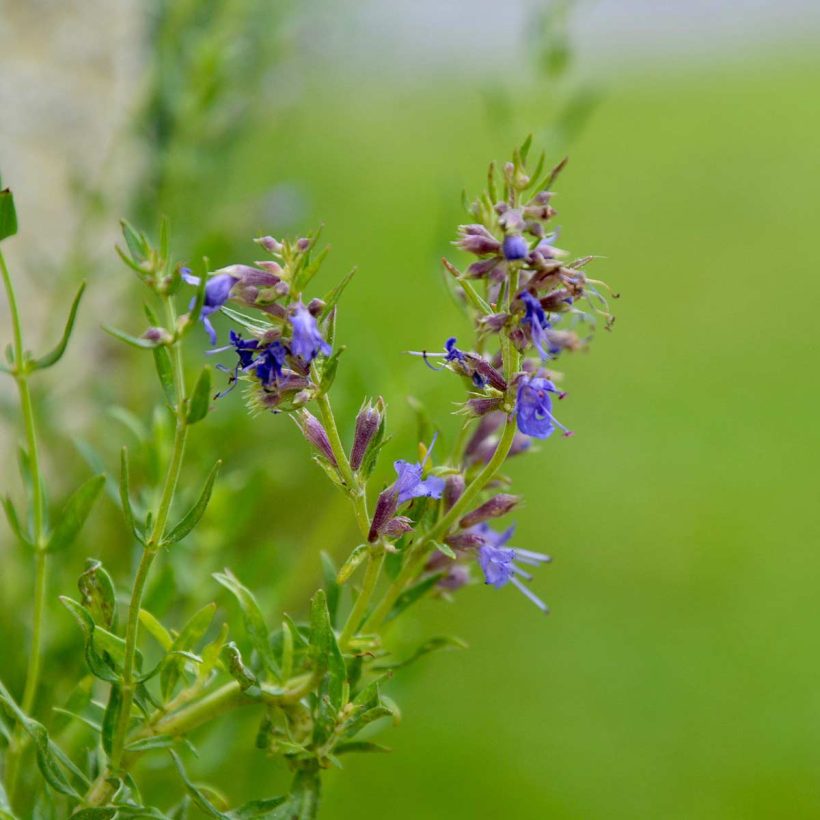 Organic-Hyssop-Oil