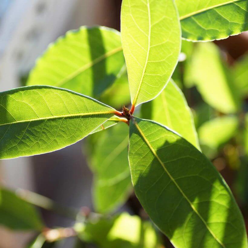 Organic-Laurel-Bay-Leaf-oil - Use as a hair-health booster by adding a few drops to your shampoo or by mixing it with a carrier oil for a stimulating hair mask.