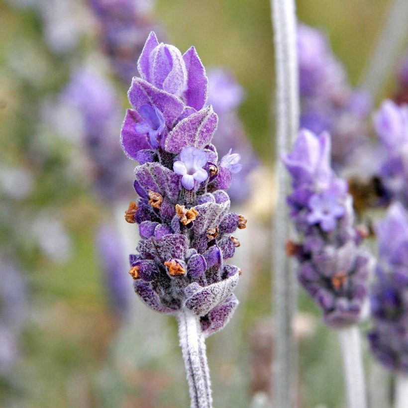 ORGANIC LAVENDER OIL