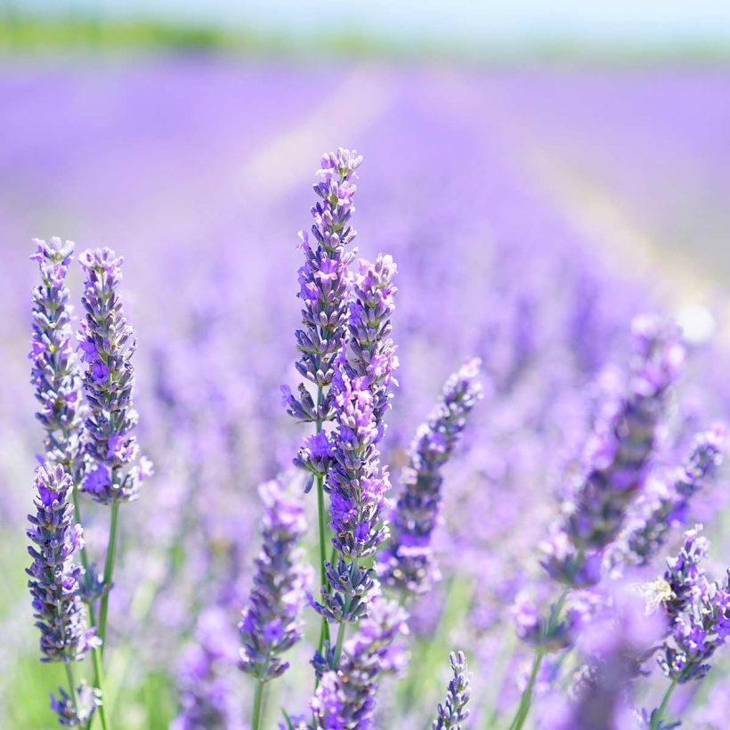 ORGANIC LAVENDER OIL