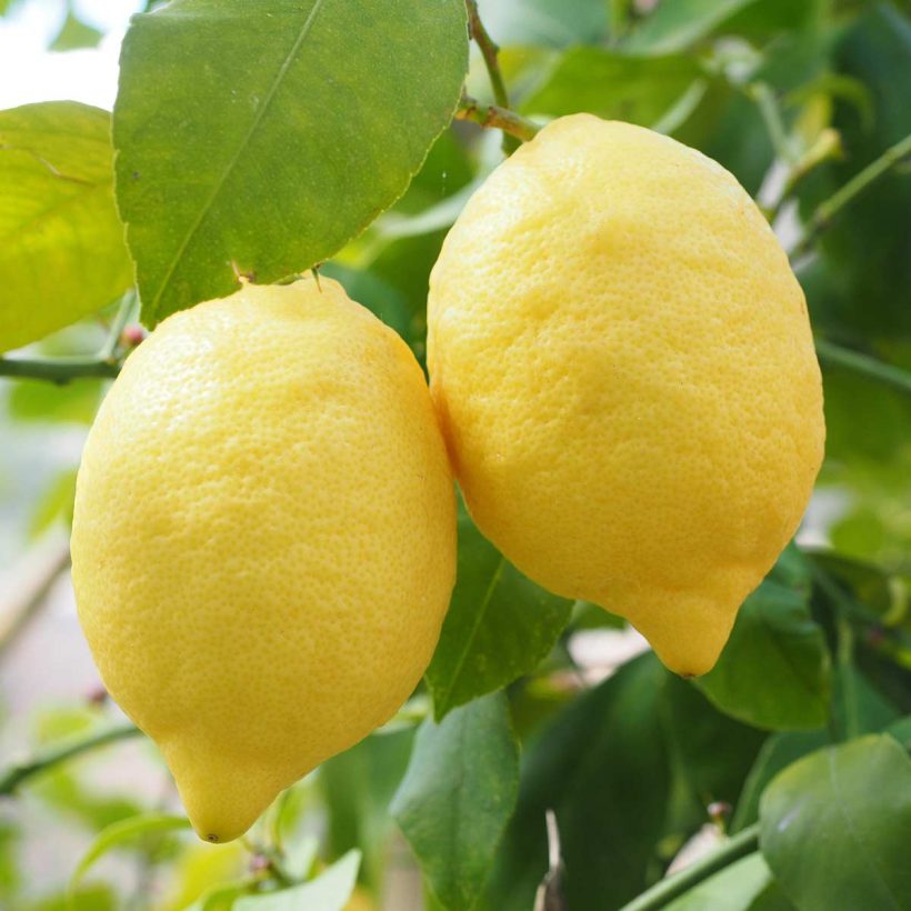 Diffuse Lemon essential oil when you want to create a cheerful atmosphere or when you want to promote easier breathing by clearing nasal passages.