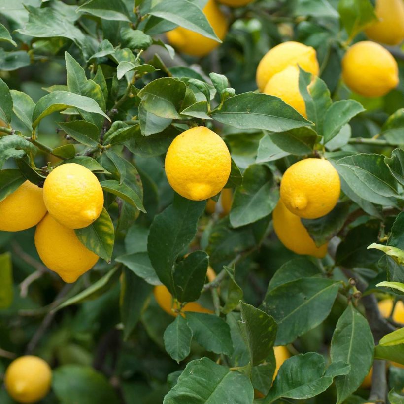 Organic-Lemon-Oil - Used in aroma lamp or aroma diffuser, it purifies the air in the room. At the same time, it creates a positive atmosphere, increases concentration and revitalizes. Due to its antimicrobial properties, lemon oil can clean not only the air but also various surfaces. Lemon oil blends well with other essential oil such as Lavender, Rose, Geranium, Rosemary, Peppermint, Cinnamon, Clove, and other citrus oils.
