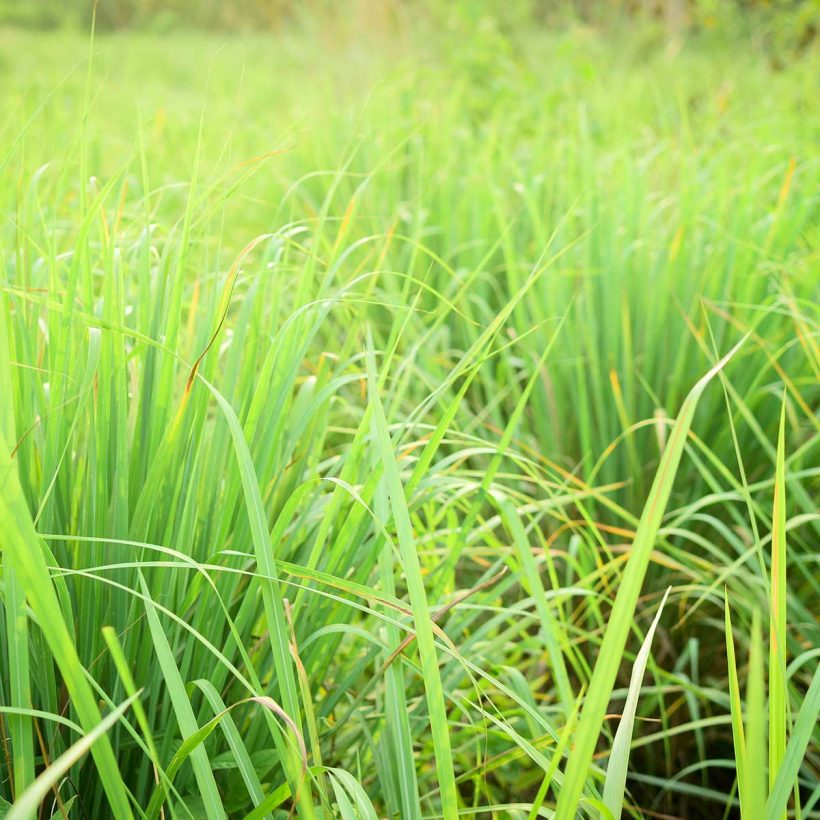 Organic-Lemongrass-Oil