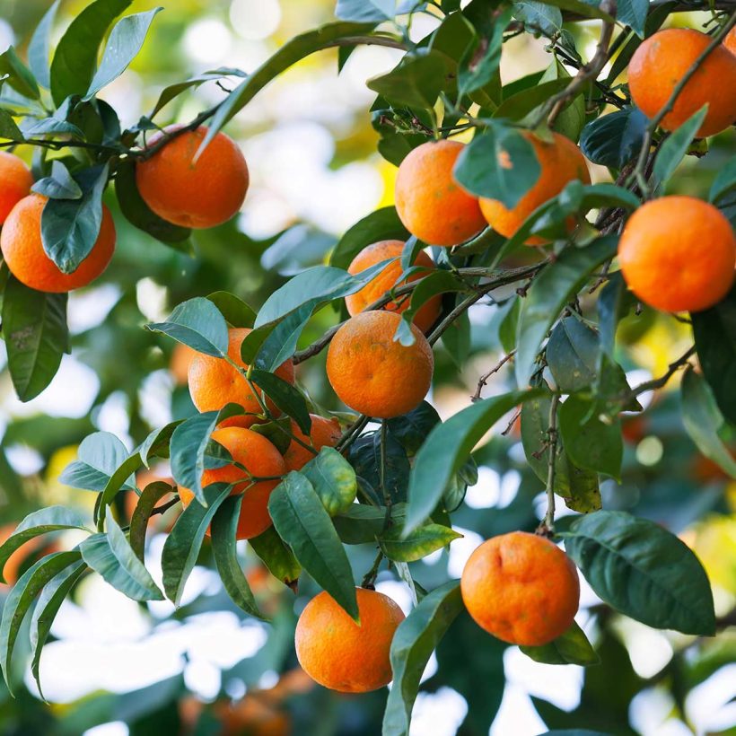 Organic-Mandarin-Oil