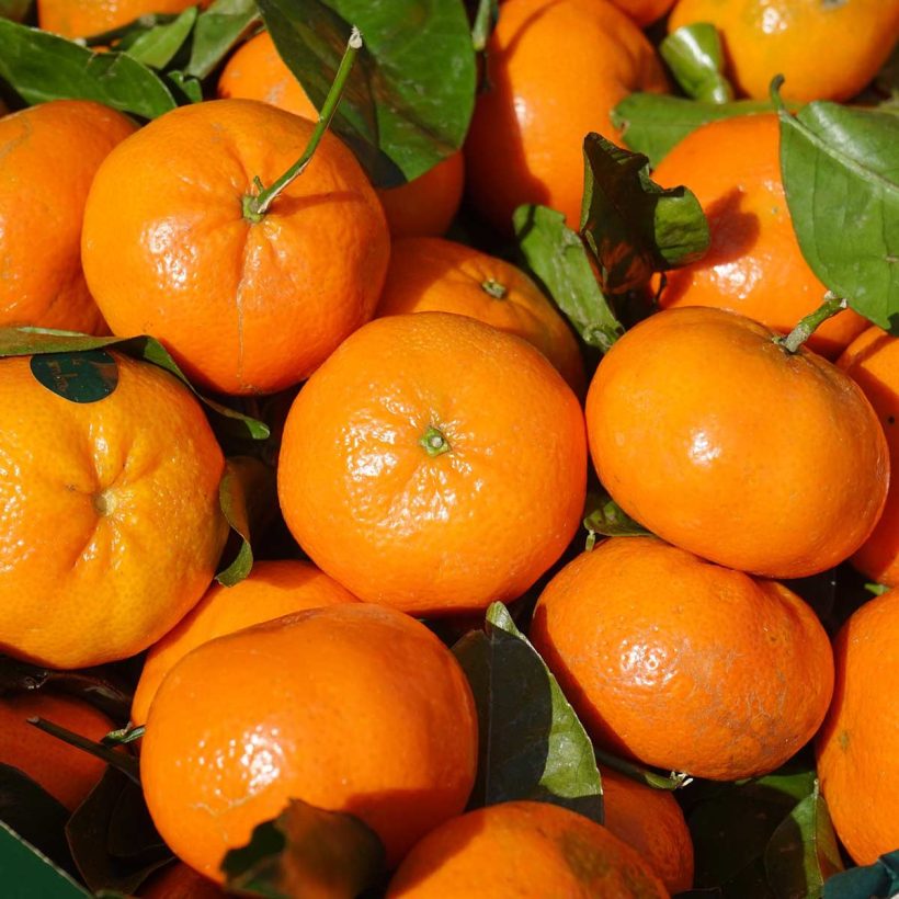 Organic-Mandarin-Oil