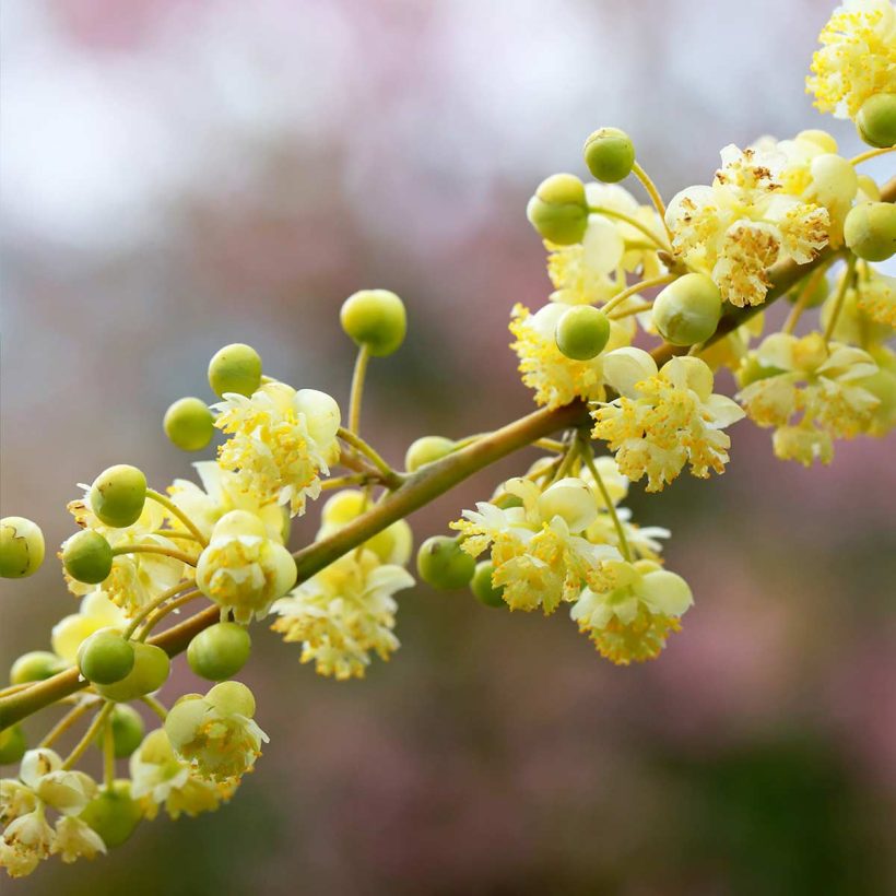 Organic-May-Chang-Oi