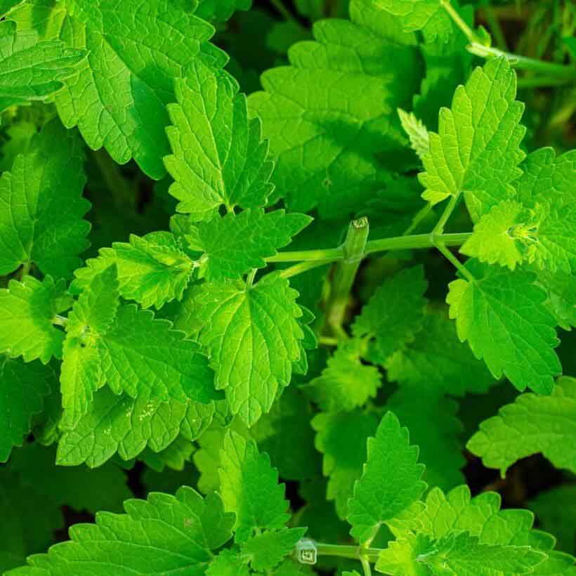Mix melissa essential oil with a carrier oil (such as jojoba, coconut, etc.) and apply to insect bites and stings, or sunburns to soothe the skin.