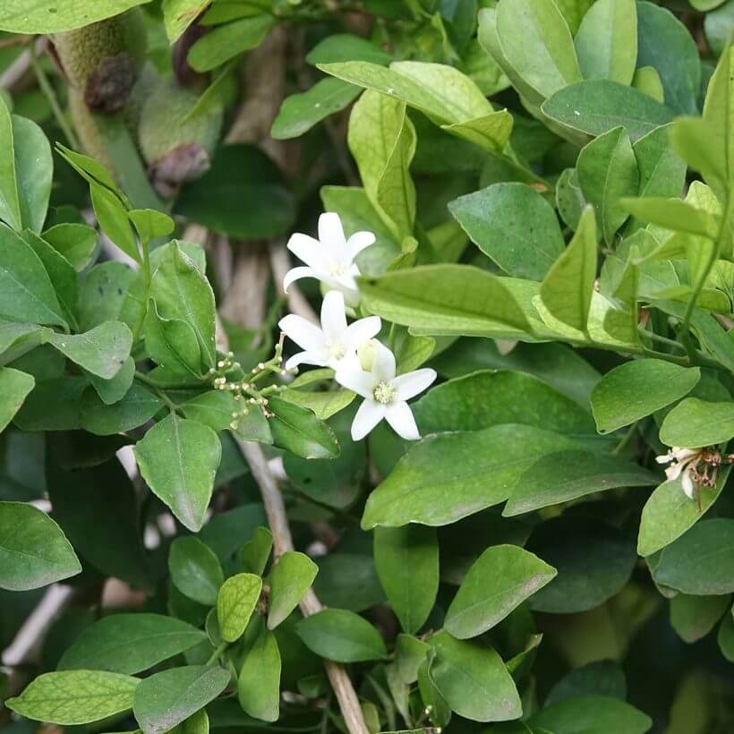 Organic-Neroli-oil
