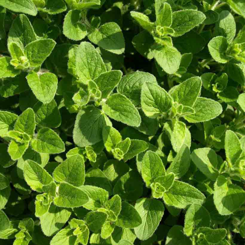 Oregano essential oil has antioxidant activity too. This makes it beneficial in antiaging skin care formulations. It can also address acne and help even out the complexion and achieve cleaner and smoother skin.