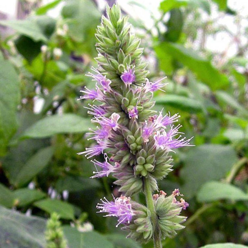 Organic-Patchouli-Oil