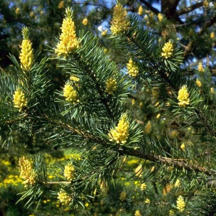 When applied to the scalp, Pine essential oil has a cleansing effect, removing bacteria, as well as accumulated excess sebum, dead skin and dirt. In this way it contributes to healthier scalp and hair.