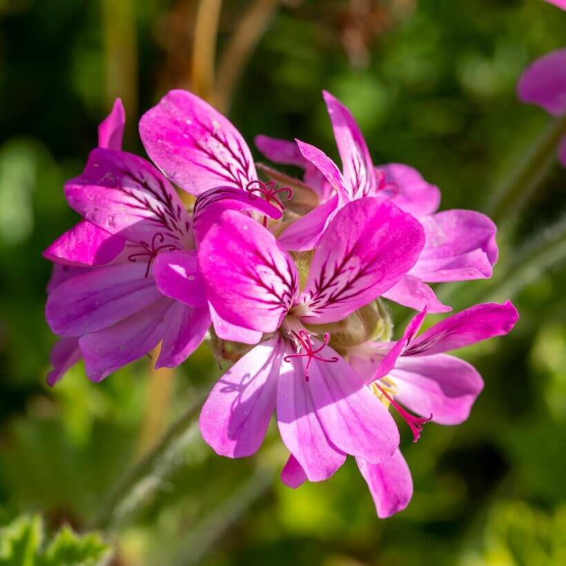• Rose geranium oil could be particularly helpful for scarred, blemished skin with discolorations and age spots. It promotes even looking skin tone.