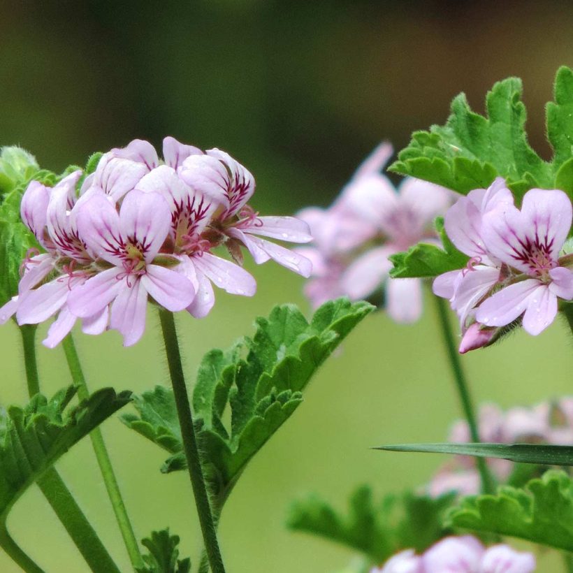 Organic-Rose-Geranium-Oil