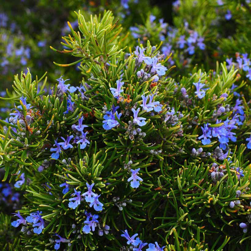 Organic-Rosemary-Oil
