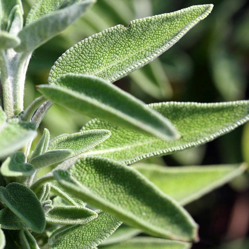 Organic-Sage-Oil