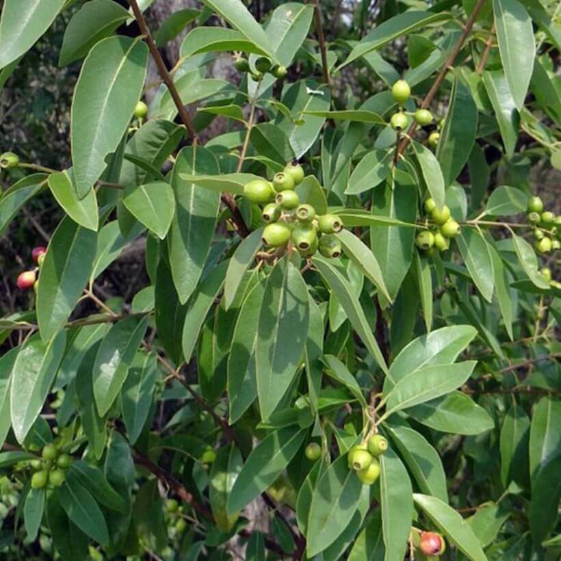 Organic-Sandalwood-Oil