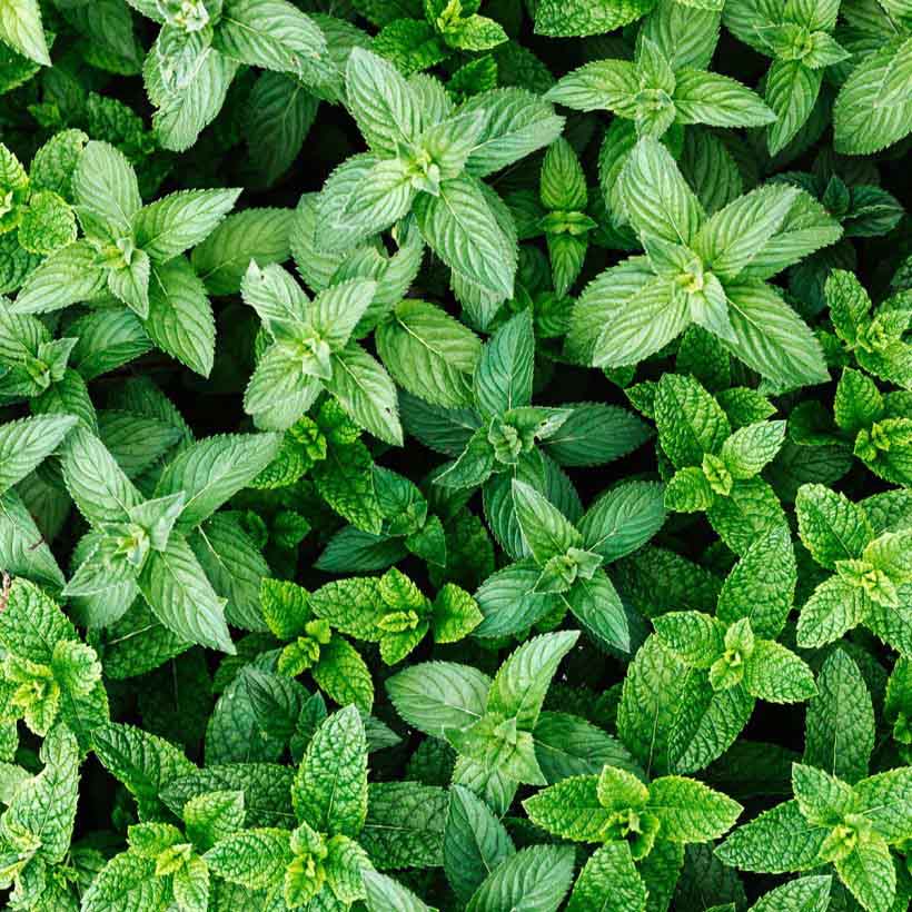 Organic-Spearmint-oil