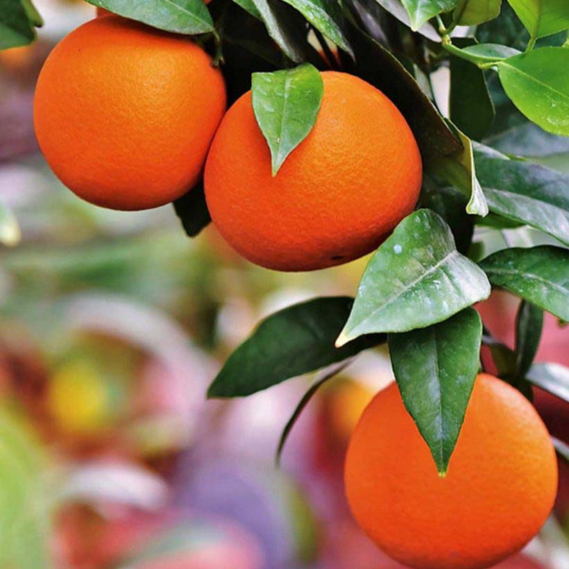ORGANIC SWEET ORANGE OIL