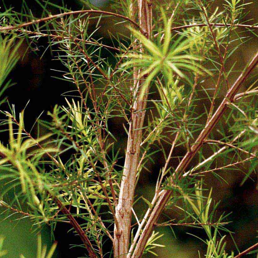 Organic-Tea-Tree-Oil