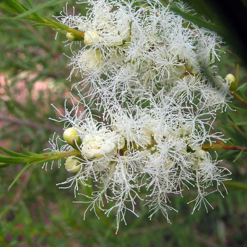Organic-Tea-Tree-Oil