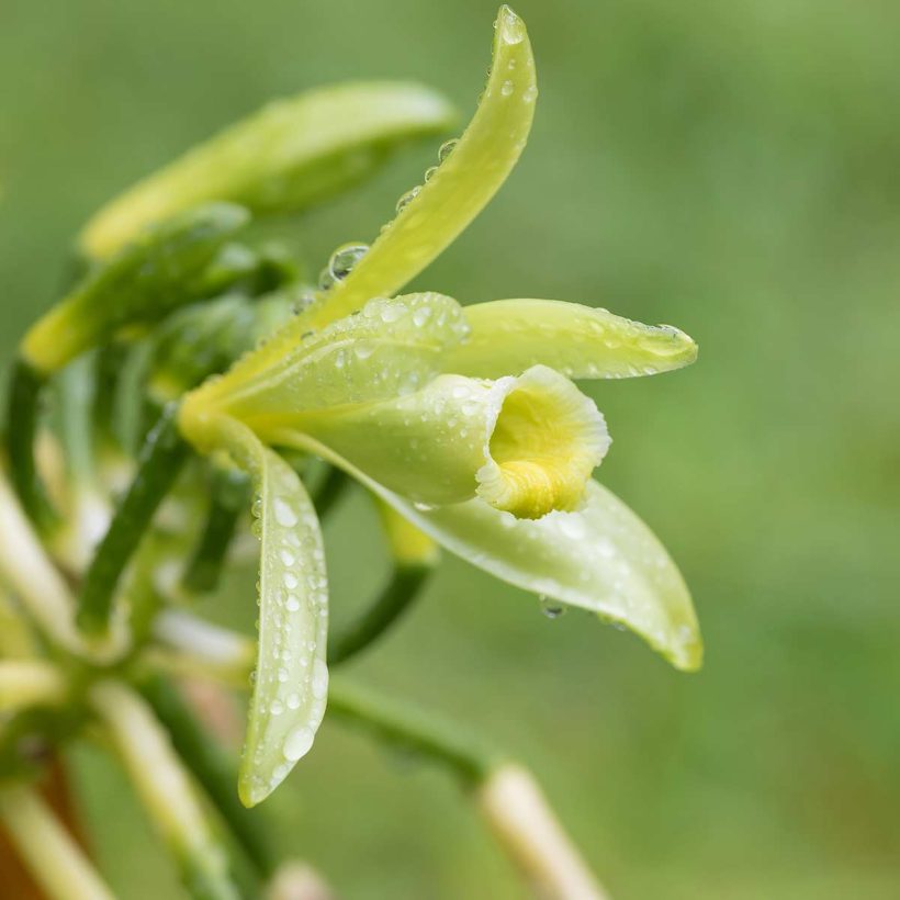 Organic-Vanilla-Oil-Extract