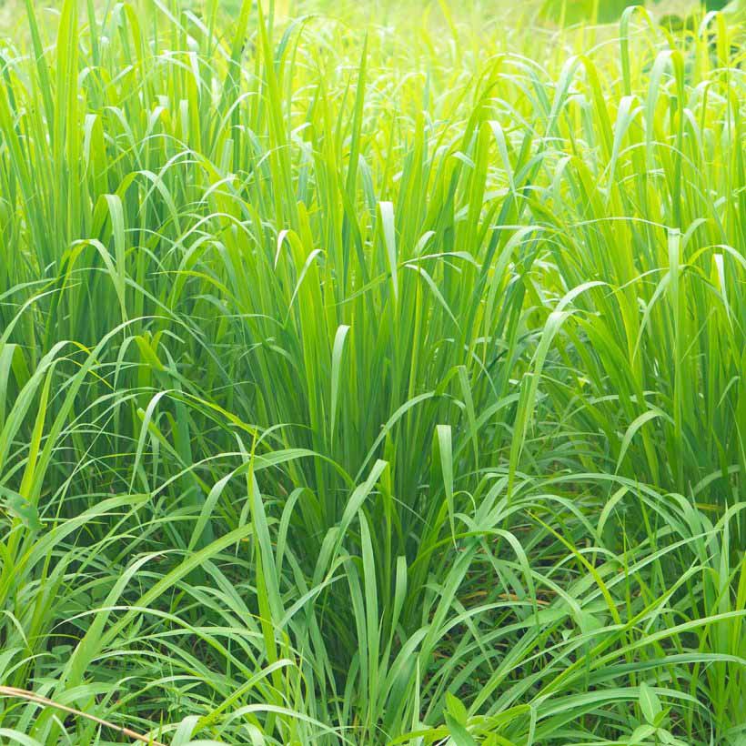 Organic-Vetiver-oil