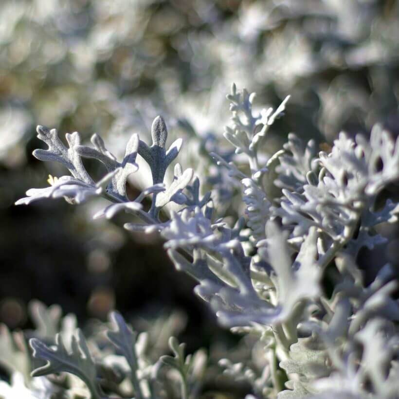 Organic-Wormwood-Oil