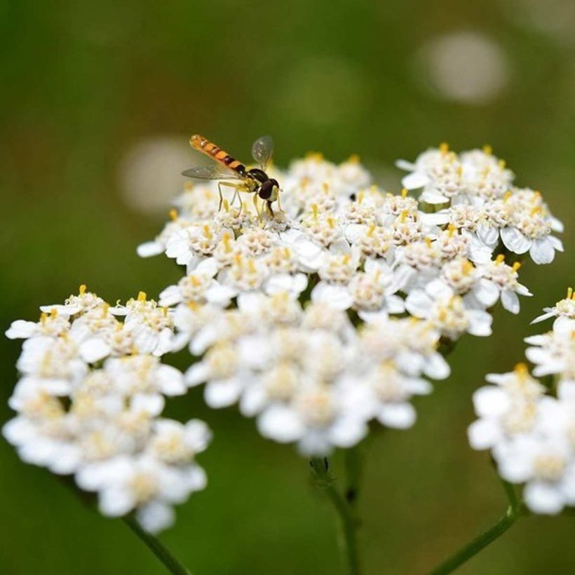 Organic-Yarrow-Blue-Oil