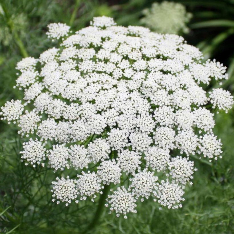 Organic-Yarrow-Blue-Oil