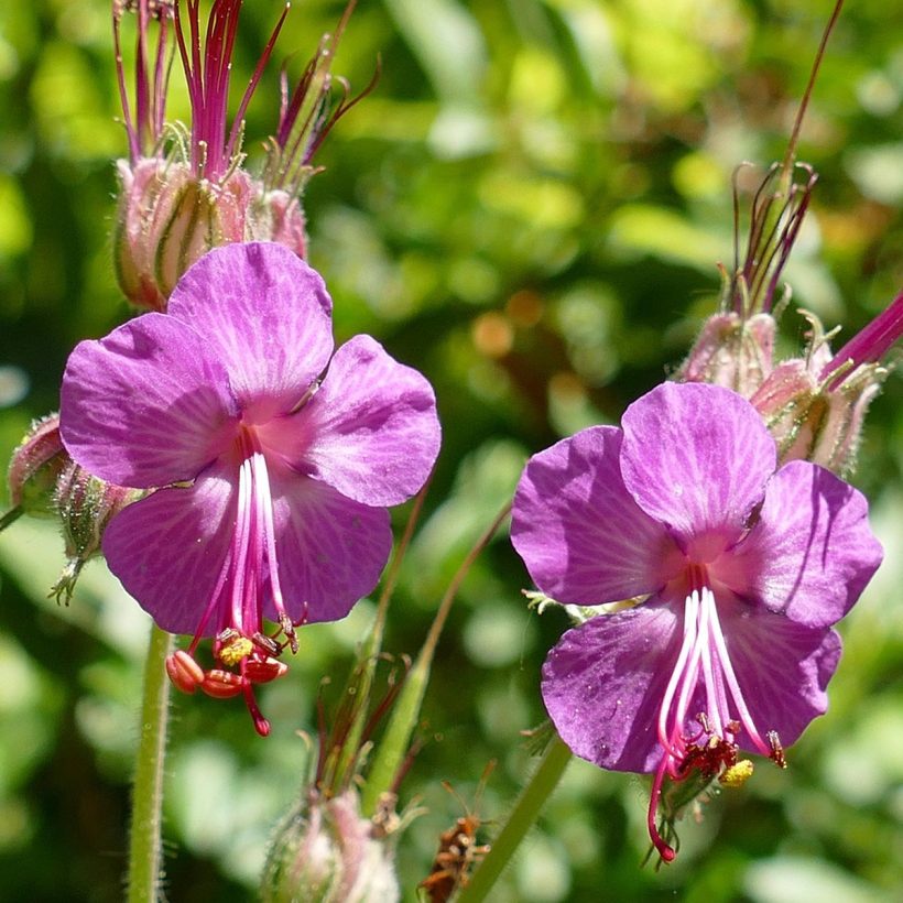 Zdravetz essential oil crystallizes at below room temperature. Before use, it is necessary to warm in a water bath to return it to a liquid state. Once mixed with base vegetable oil, geranium essential oil will not crystallize.