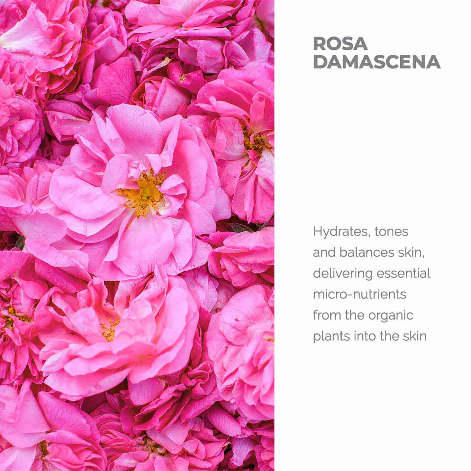 Floral-waters-Organic-Bulgarian-Rose-Water-500-ml-Alteya-Organics