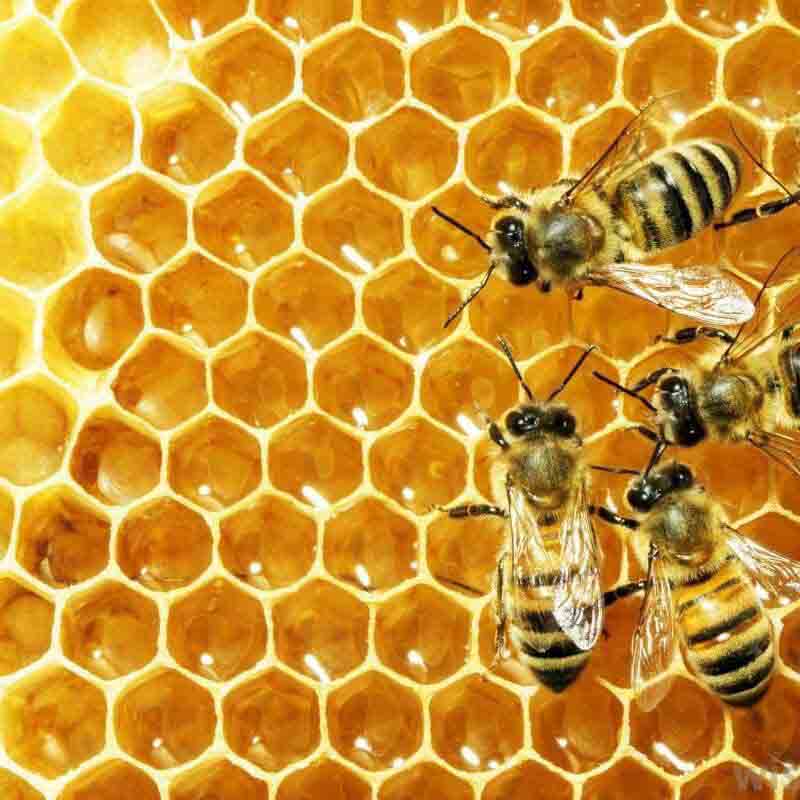 beeswax