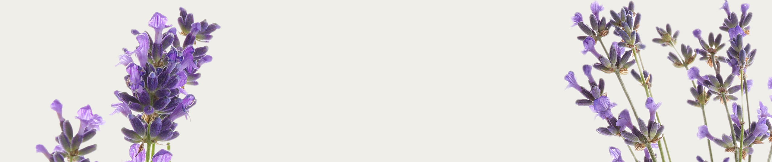 Rose Waters lavender