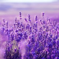 lavender-bush