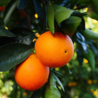 orange-tree